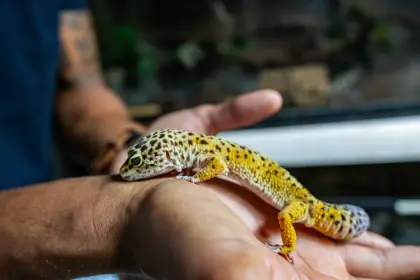 /Amazonia_coupon_4.JPG